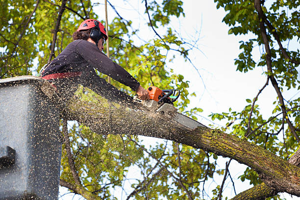 Best Fruit Tree Pruning  in Franklin, KY
